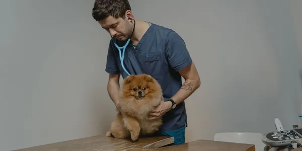 Contabilidade para veterinários e pet shops em Fortaleza