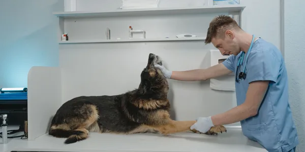 Veterinário de uniforme azul examinando um cão deitado na mesa de atendimento da clínica.